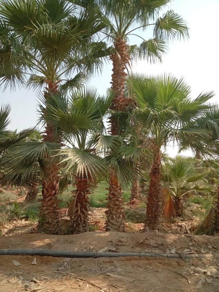 whatsapp image 2025 10 05 at 4.40.03 am (1)