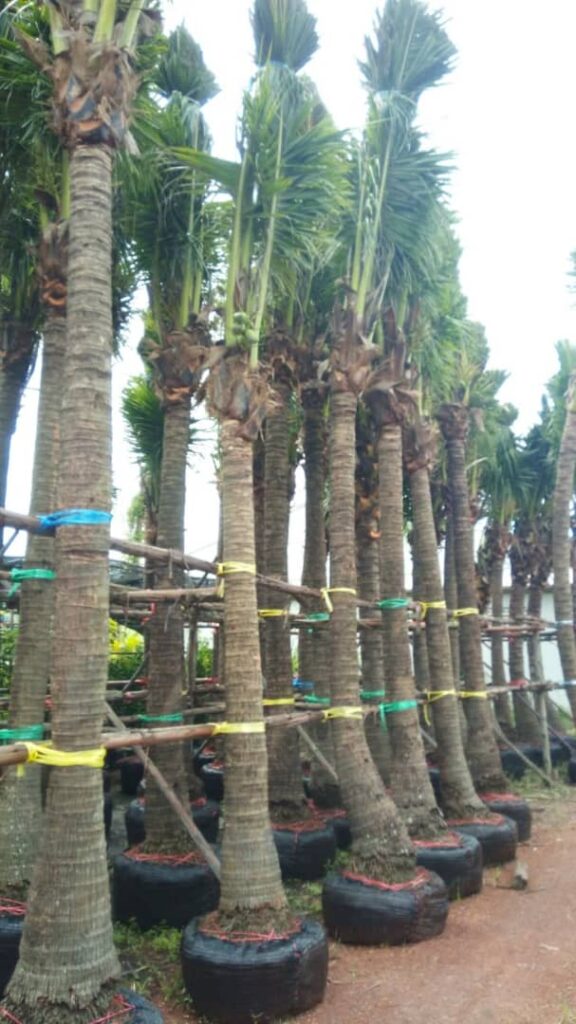 whatsapp image 2025 10 05 at 4.40.03 am