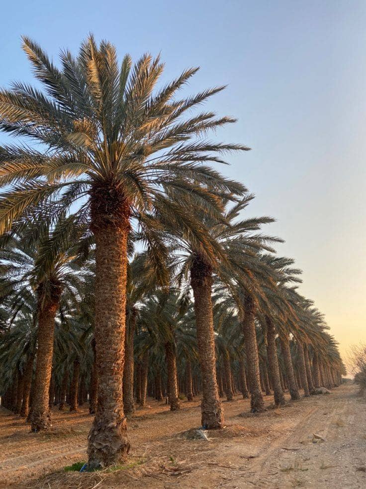 whatsapp image 2025 10 05 at 4.40.04 am