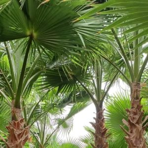 whatsapp image 2025 10 05 at 11.03.29 pm